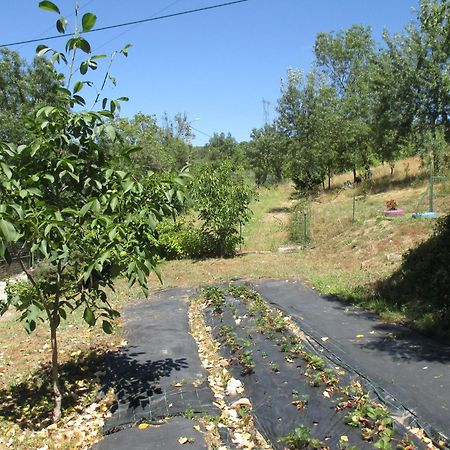 Bungalow "A Choupana" - Quinta Da Carvoica - Vale Pradinhos Vale de Pradinhos Ngoại thất bức ảnh
